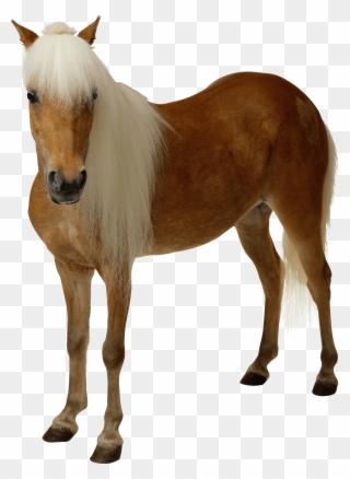Download Clipart Brown Png - White And Brown Horse Png Transparent Png