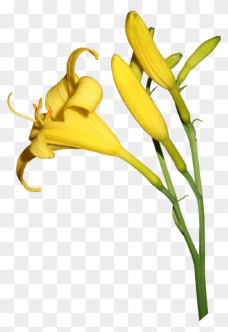 The Duration Of Flowering And The Beauty Of The Daylilies Clipart