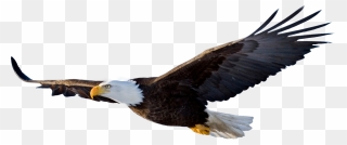 Battle Clipart Ancient Battle - Flying Eagle Png Transparent Png