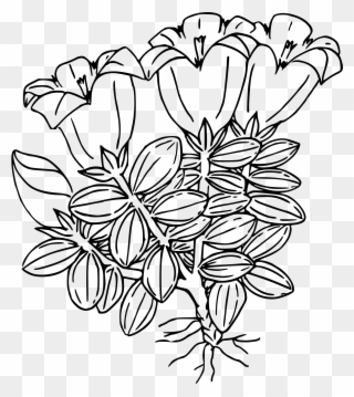 Big Image - Gentian Flower Black And White Clipart