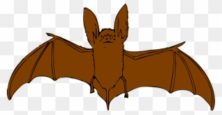 Animal Clipart Bat - Bat With Open Wings - Png Download