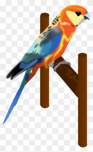 Parrot - Burung Beo Vector Clipart