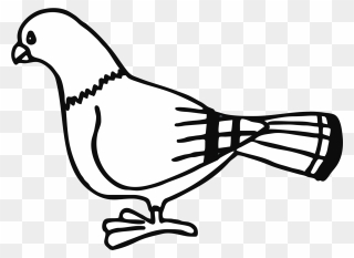 Dove Clipart Black And White - Pigeon Coloring - Png Download