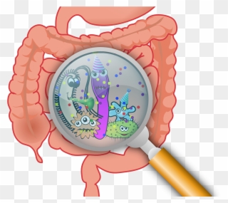 First Gut Bacteria May Have Lasting Effect On Ability - Essential Handbook To A Healthy Gut Clipart