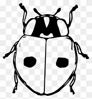 Ladybird Beetle Black And White Drawing Seven-spot - Cartoon Gambar Kumbang Clipart