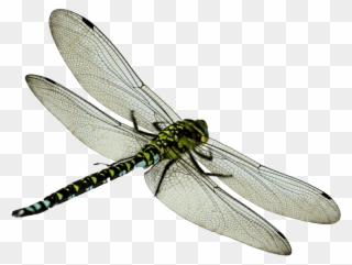 Dragonfly Clipart Transparent Background - Transparent Background Dragonfly Png