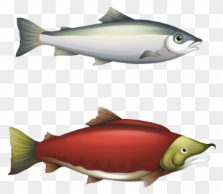 Picture Black And White Stock Clip Art Arts Pinterest - Barbel Fish Life Cycle - Png Download