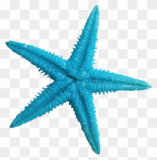 Starfish Clipart Aqua - Blue Sea Star Png Transparent Png