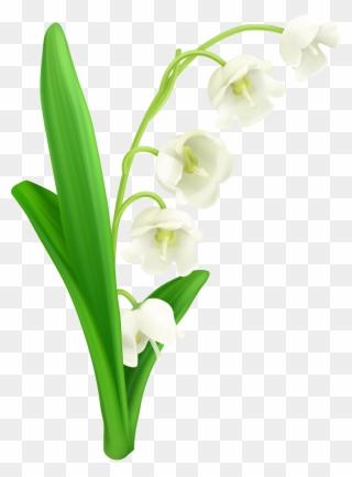 Lily Of The Valley Png Clipart Gallery Yopriceville - Lily Of The Valley Svg Transparent Png
