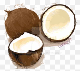 Coconuts Vector Illustration - Digital Art Clipart
