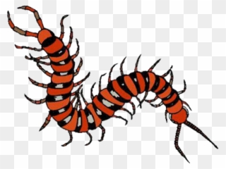 Millipede Clipart Tennessee - Amazon Rainforest Insect Clipart - Png Download