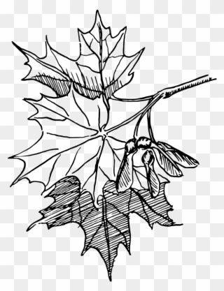Free Sugar Maple - Maple Leaf Line Drawing Clipart