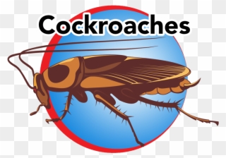 Button Vector Png - Cockroach Clipart