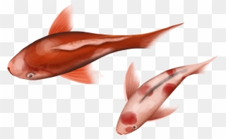 Festive Chinese Style Transport Koi Illustration Png - Coral Reef Fish Clipart