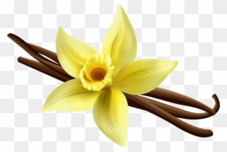 Png Gallery Yopriceville - Narcissus Clipart
