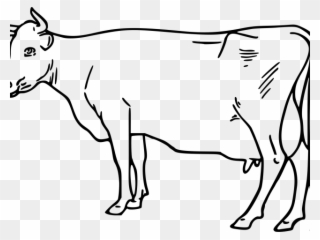Cattle Clipart Outline - White Cow Clip Art - Png Download