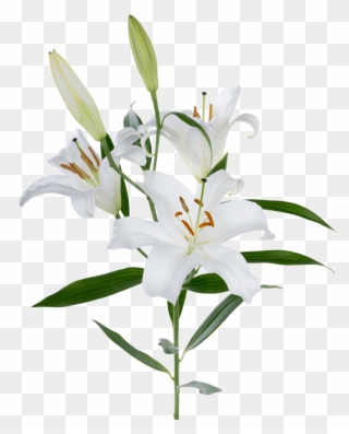 Oriental Lily White - White Oriental Lily Clipart