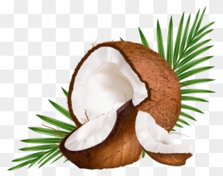 Water Euclidean Coconut Vector Milk Png Free Photo - Coconut Vector Png Clipart