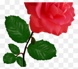 Red Rose Clipart Row - Transparent Single Rose Png
