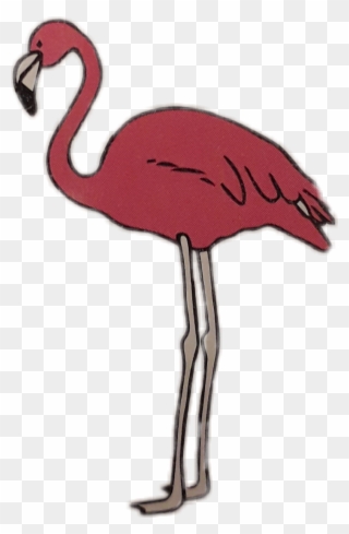 #flamingo #sommer #rosa - Greater Flamingo Clipart