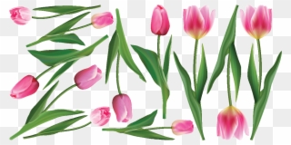Sticker Fleurs Tulipes Roses Ambiance Sticker Col Inc - Sprenger's Tulip Clipart