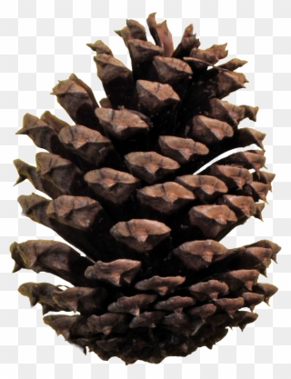 Christmas Pine Cone Png - Conifer Cone Png Clipart