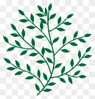 Leaf Branch Tree Bay Laurel Art - Leaves On Branches Png Clipart