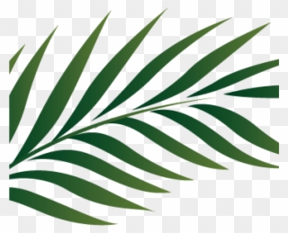 Palm Clipart Palm Branch Image Free Cliparts That You - Palm Leaves Outline - Png Download