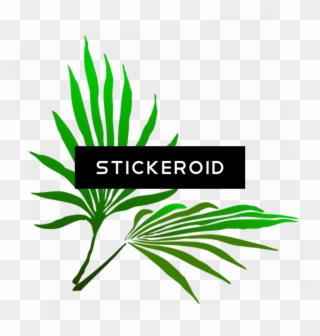 Sukkot Palm Branch - Palm Frond Clip Art - Png Download