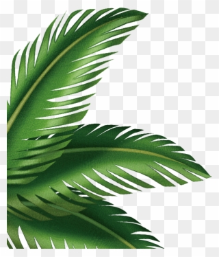 Leaf Arecaceae Clip Art Transprent Png Free - Palm Leaves Art Transparent Png