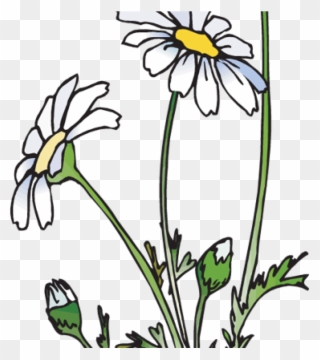 Daisies Clipart 19 Daisies Clipart Huge Freebie Download - Ecstasy Daisy - Png Download