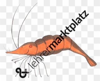 ‹ › - American Lobster Clipart