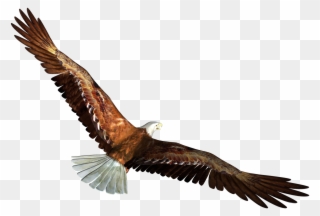 Png Library Library Eagle In Flight Transparent Png - Eagle Flying Transparent Background Clipart