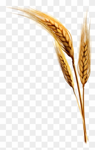 Emmer Rice Clip Art Transprent Png Free - Wheat Plant Png Transparent Png