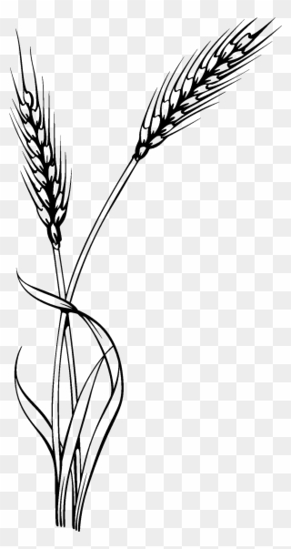 Home - Clip Art Black And White Wheat - Png Download