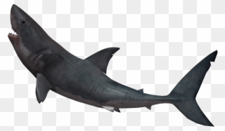 Hammerhead Shark Png - Shark With Invisible Background Clipart