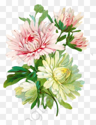 Vintage Floral Botanical Floral Clipart Vintage - Vintage Chrysanthemum Flower Art - Png Download