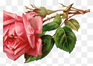 Free Rose Clipart - Vintage Rose Clipart - Png Download