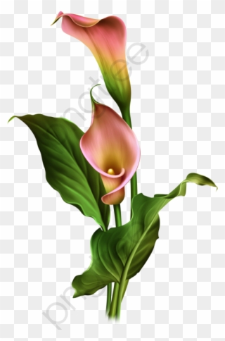 Hand Painted Lily - Hoa Loa Kèn Png Clipart
