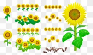 Sunflowers Seeds Yellow Nature Bloom Flower - ひまわり の 葉っぱ イラスト Clipart