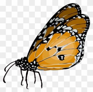Download Transparent Png - Monarch Butterfly Clipart