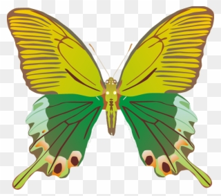 Butterfly Png Images Png - Butterfly Clipart