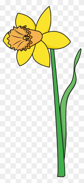 How To Draw A Daffodil, Flowers, Plants, Spring, Easy - Easy To Draw Daffodil Clipart