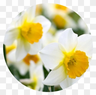 Daffodil Png - December - Narcissus - Daffodil - Daffodil Clipart