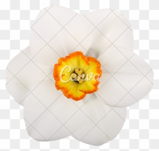 Single Flower Of A Daffodil Cultivar Against A White - Artificial Flower Clipart