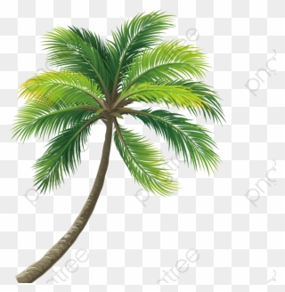 Coconut Tree Clipart Real - Coconut Tree Png Transparent Png