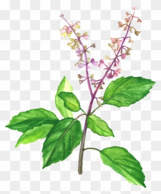 Holy Basil , Png Download - Holy Basil Clipart