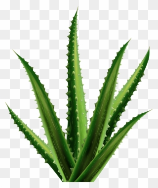 Aloe Png Clipart - Agave Transparent Png