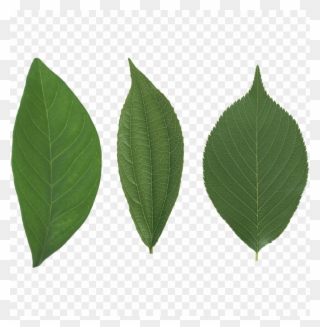 Free Png Download Green Leaves Png Images Background - Swamp Birch Clipart