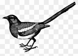 Bird - Bird Illustration Vintage Png Clipart